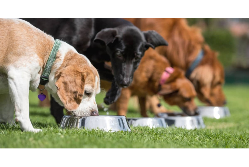 Съвети за това как да храним кучета от средно-големи породи